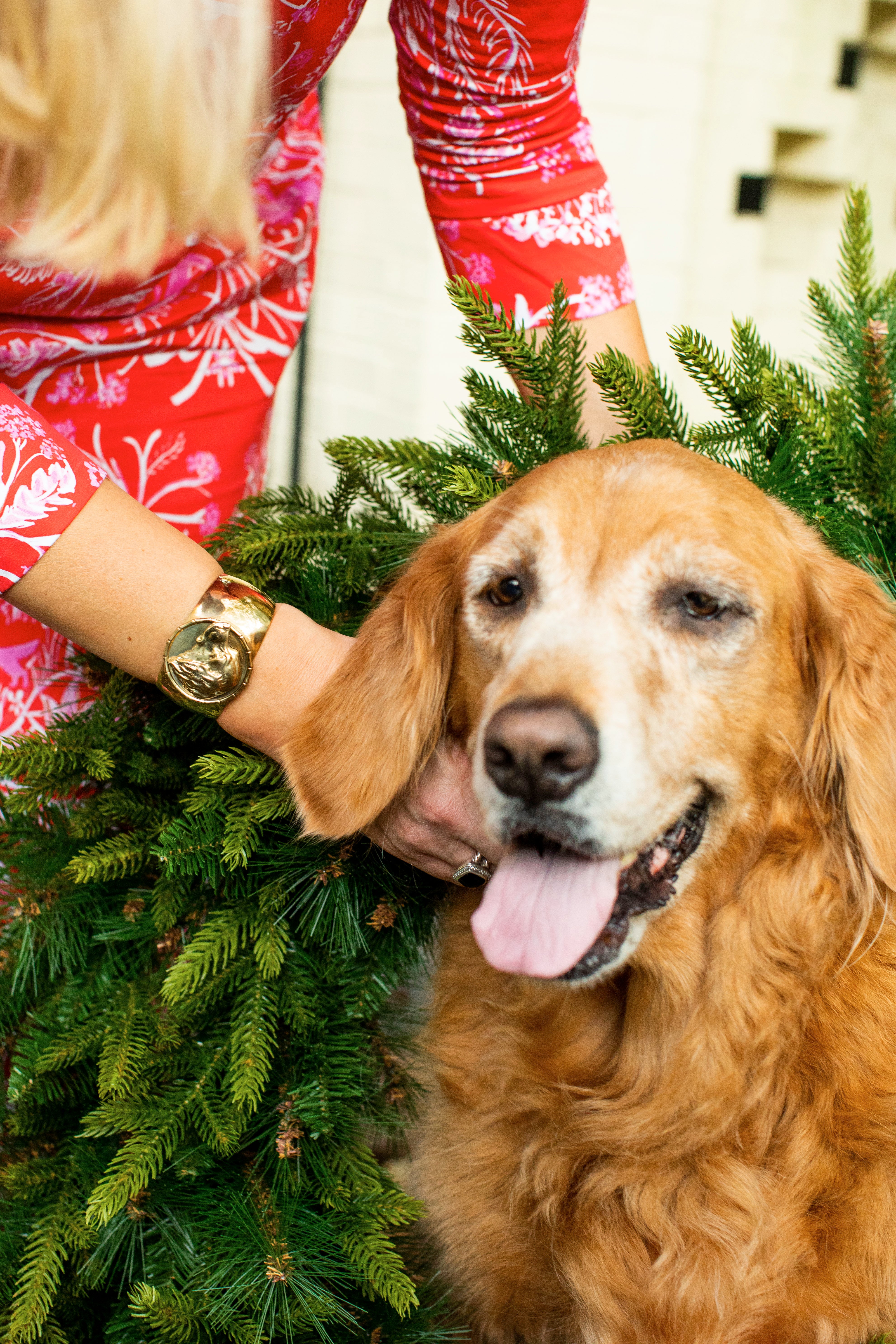 Golden Retriever Cuff